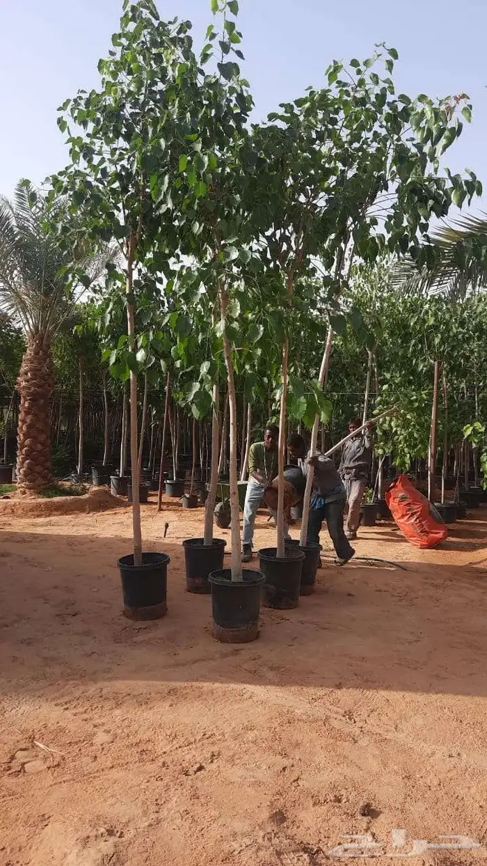 تنسق حدق مهندس جابر تركيب شبكات راي وتركيب تيل وتركيب نخيل 4