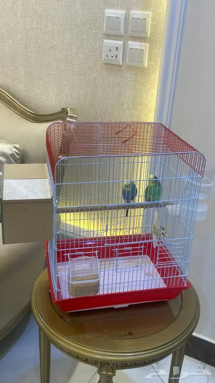 عصافير بادجي نوعيه ممتازه 6