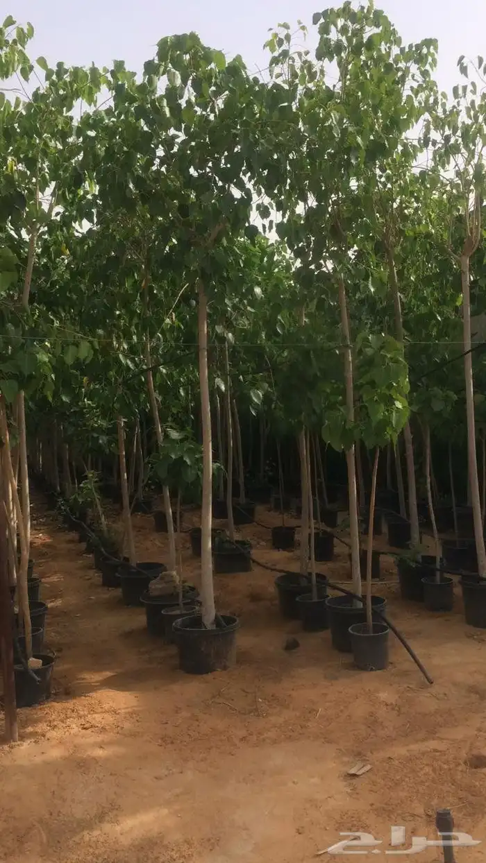 تنسق حدق مهندس جابر تركيب شبكات راي وتركيب تيل وتركيب نخيل 0