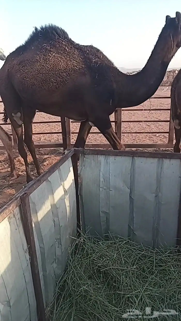 قعود مجهم قصب 0