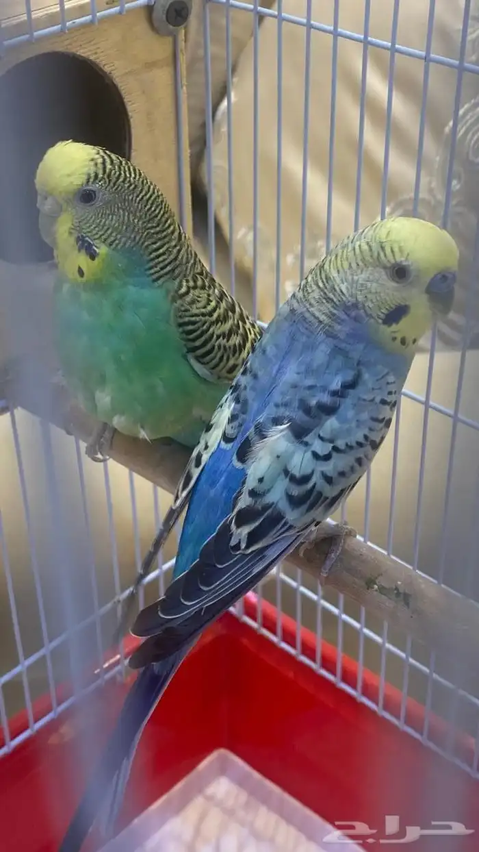 عصافير بادجي نوعيه ممتازه 5