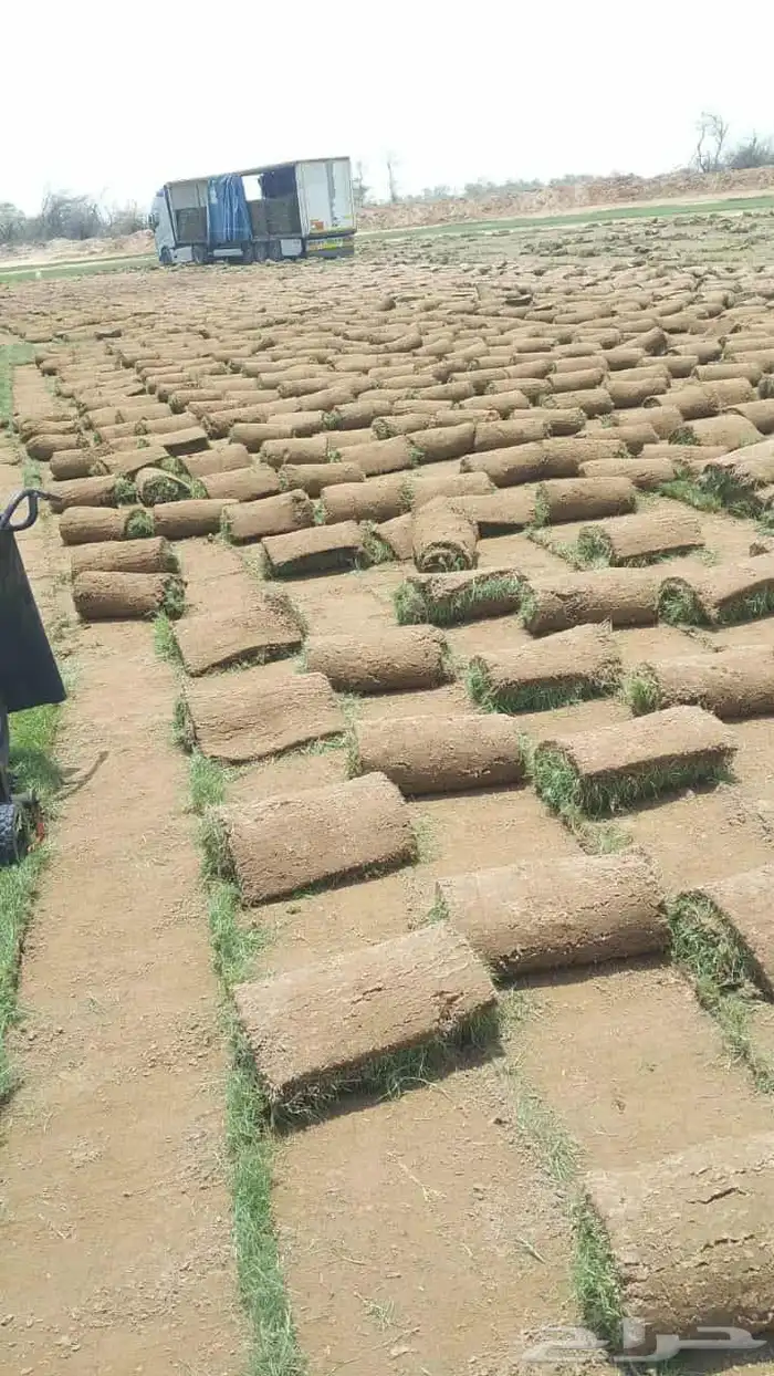 نجيل طبيعي 3