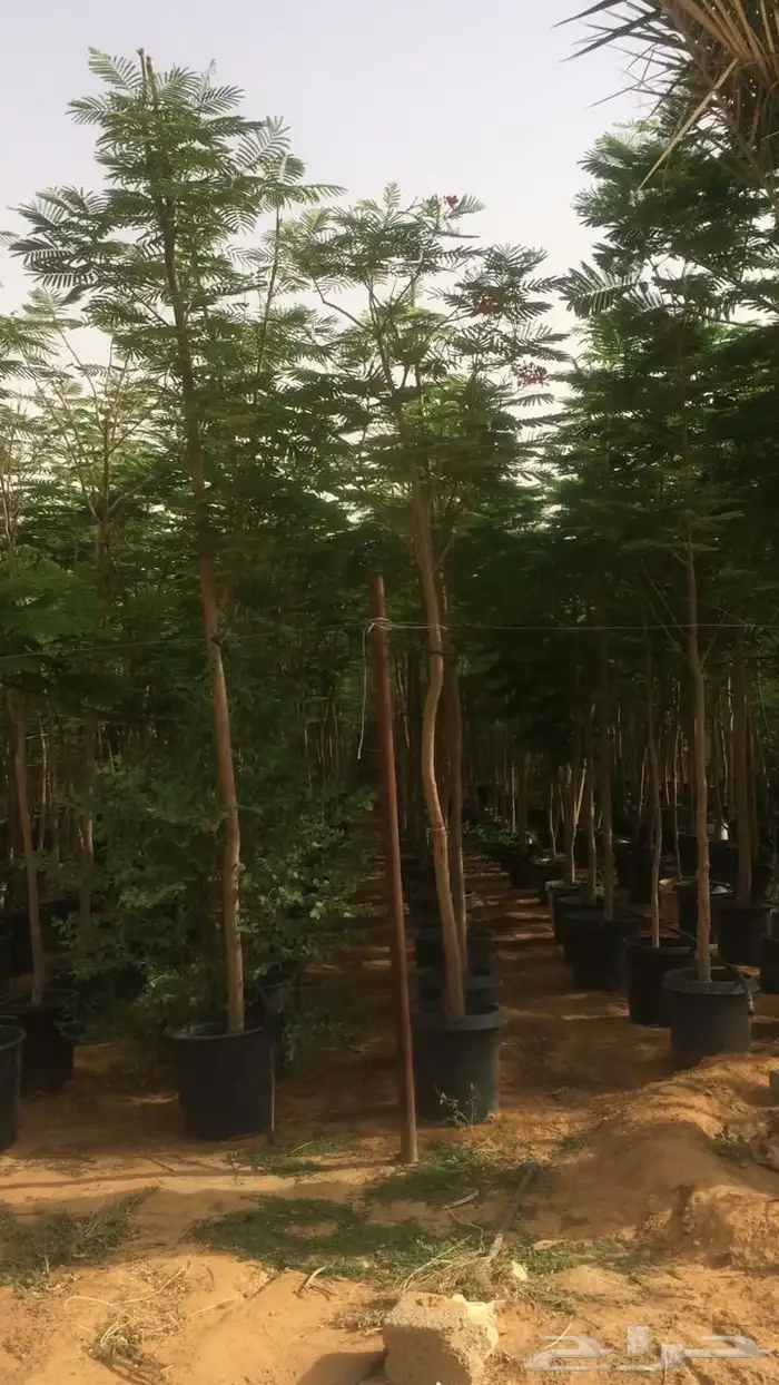 تنسق حدق مهندس جابر تركيب شبكات راي وتركيب تيل وتركيب نخيل 1