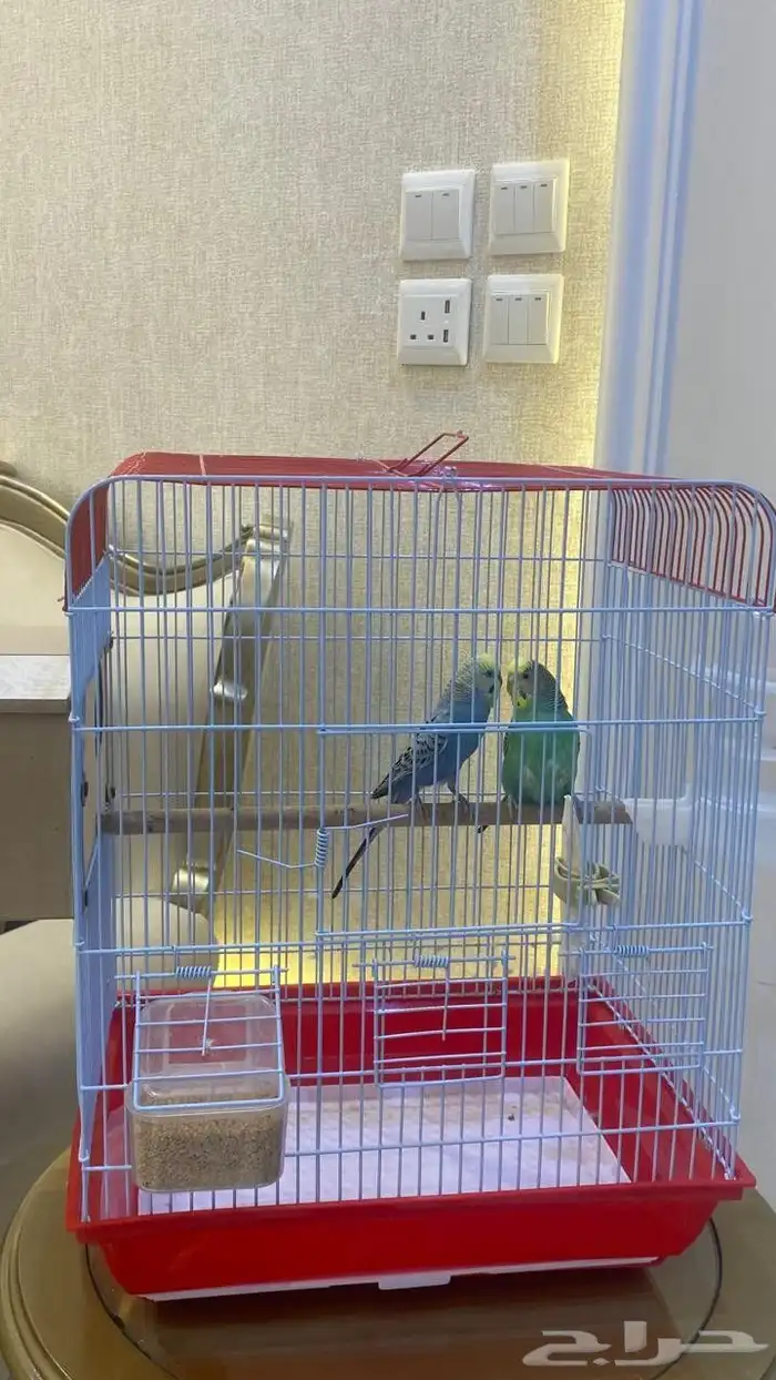 عصافير بادجي نوعيه ممتازه 1