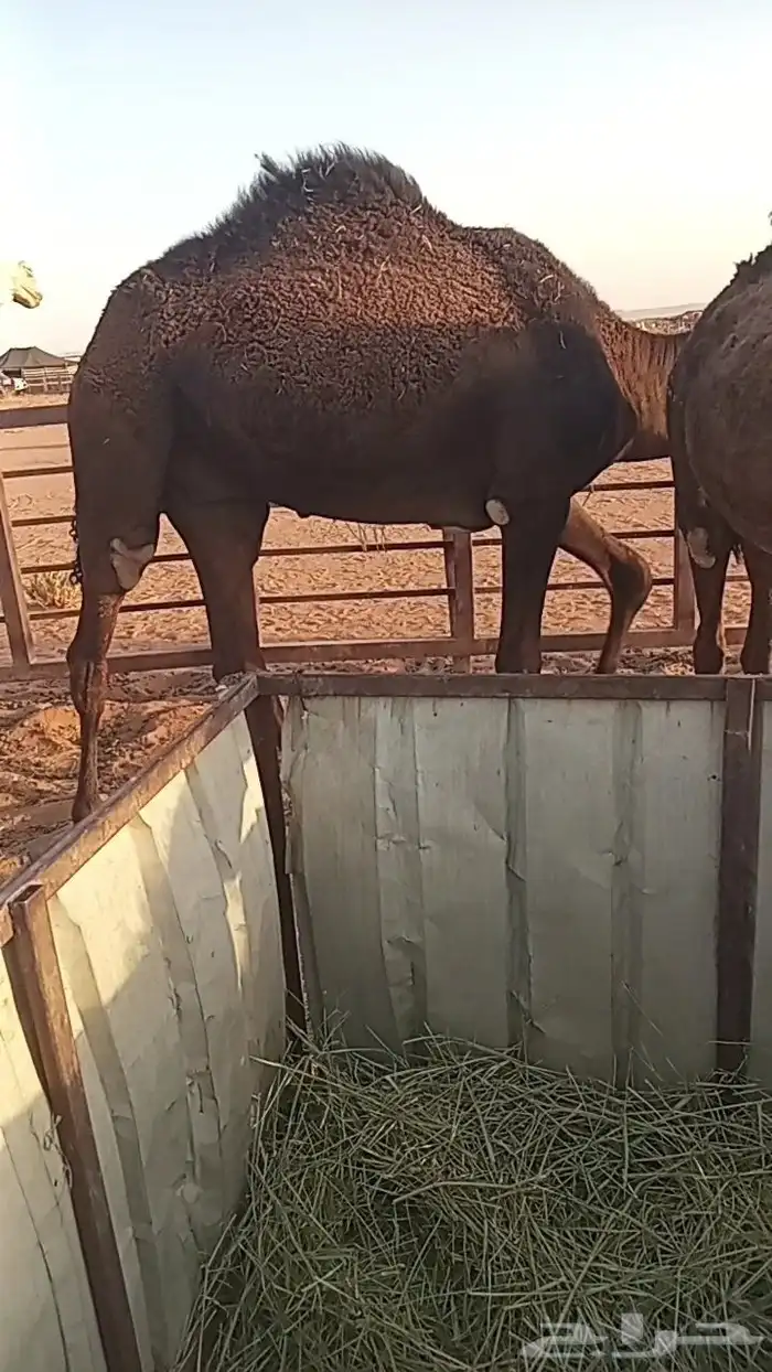 قعود مجهم قصب 1