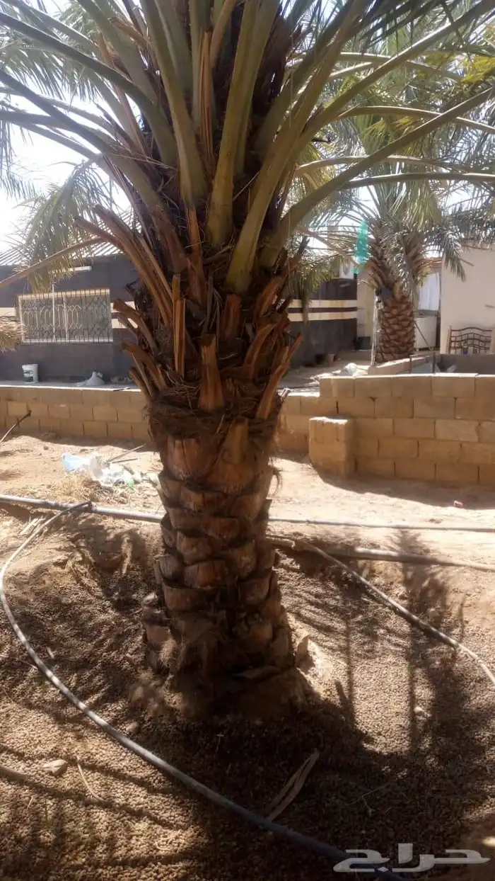 نخل 4