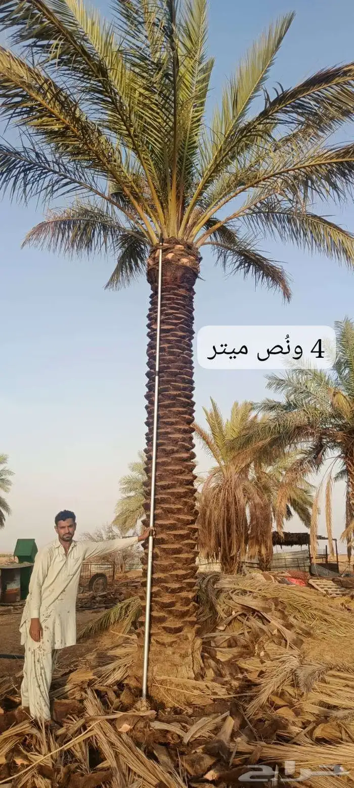 نخل بجميع انواعه نصدر إلى قطر البحرين. الكويت اليمن 1