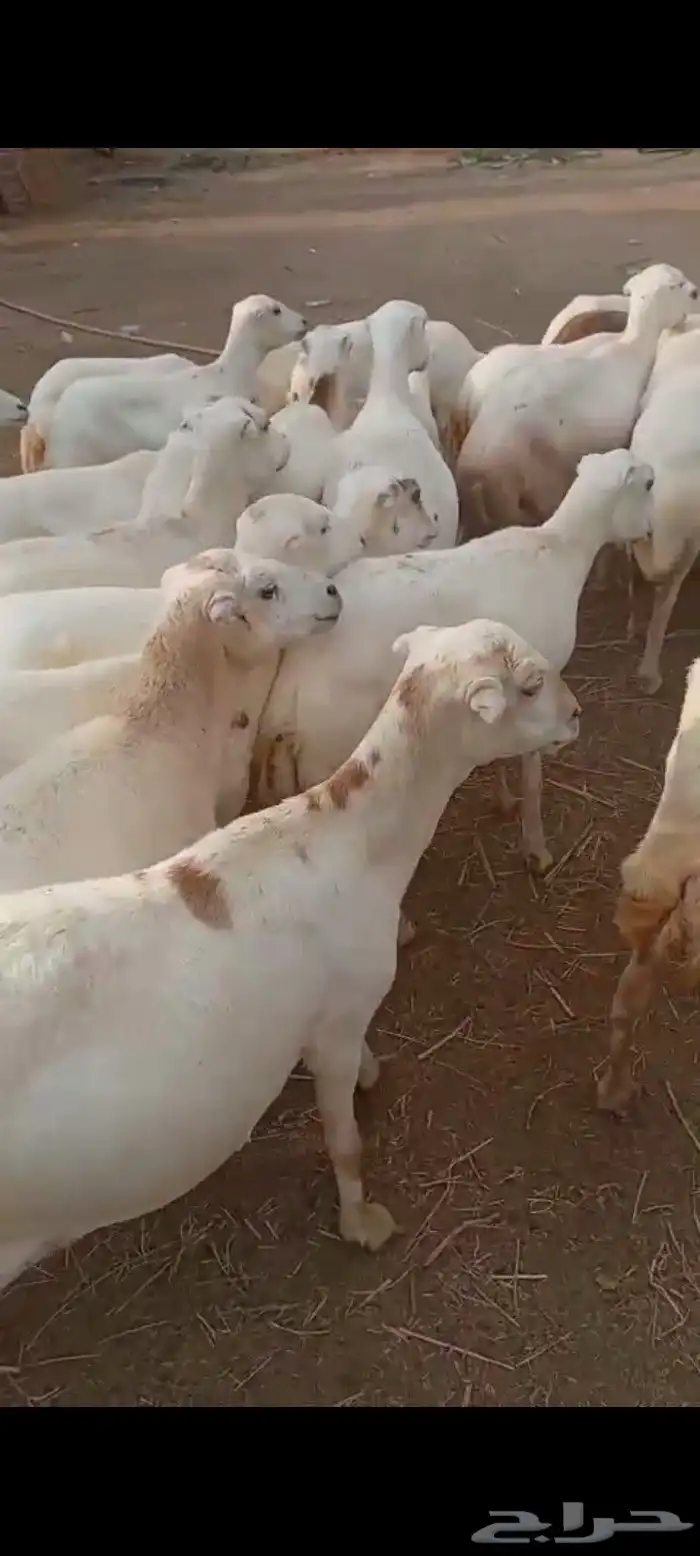 ضان رفيديت دفيع 0