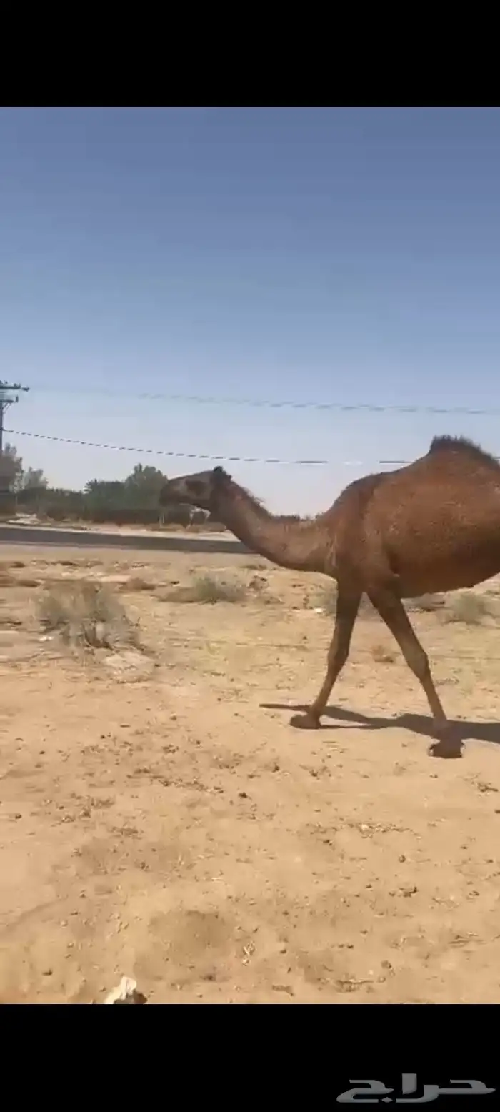 حقه صفراء بكره 0