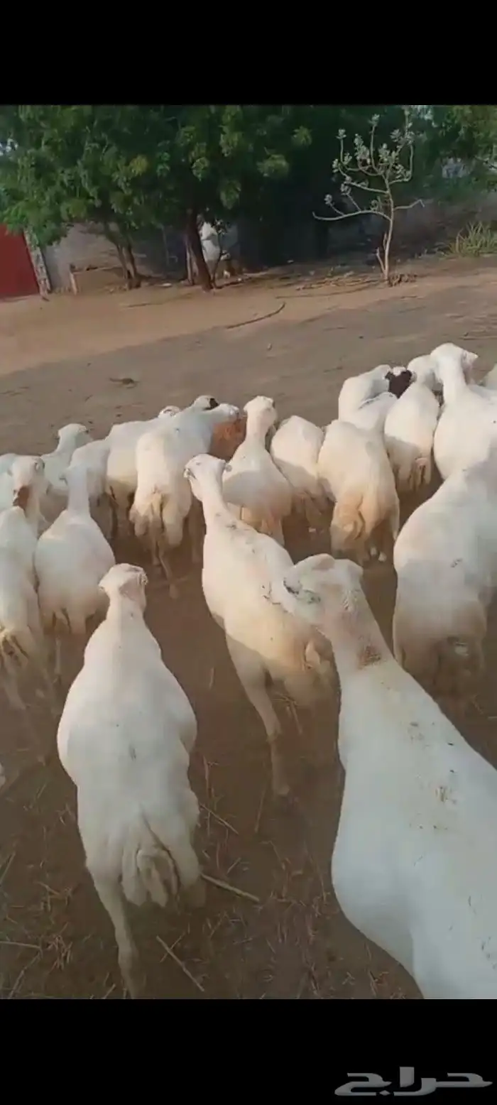 ضان رفيديت دفيع 1