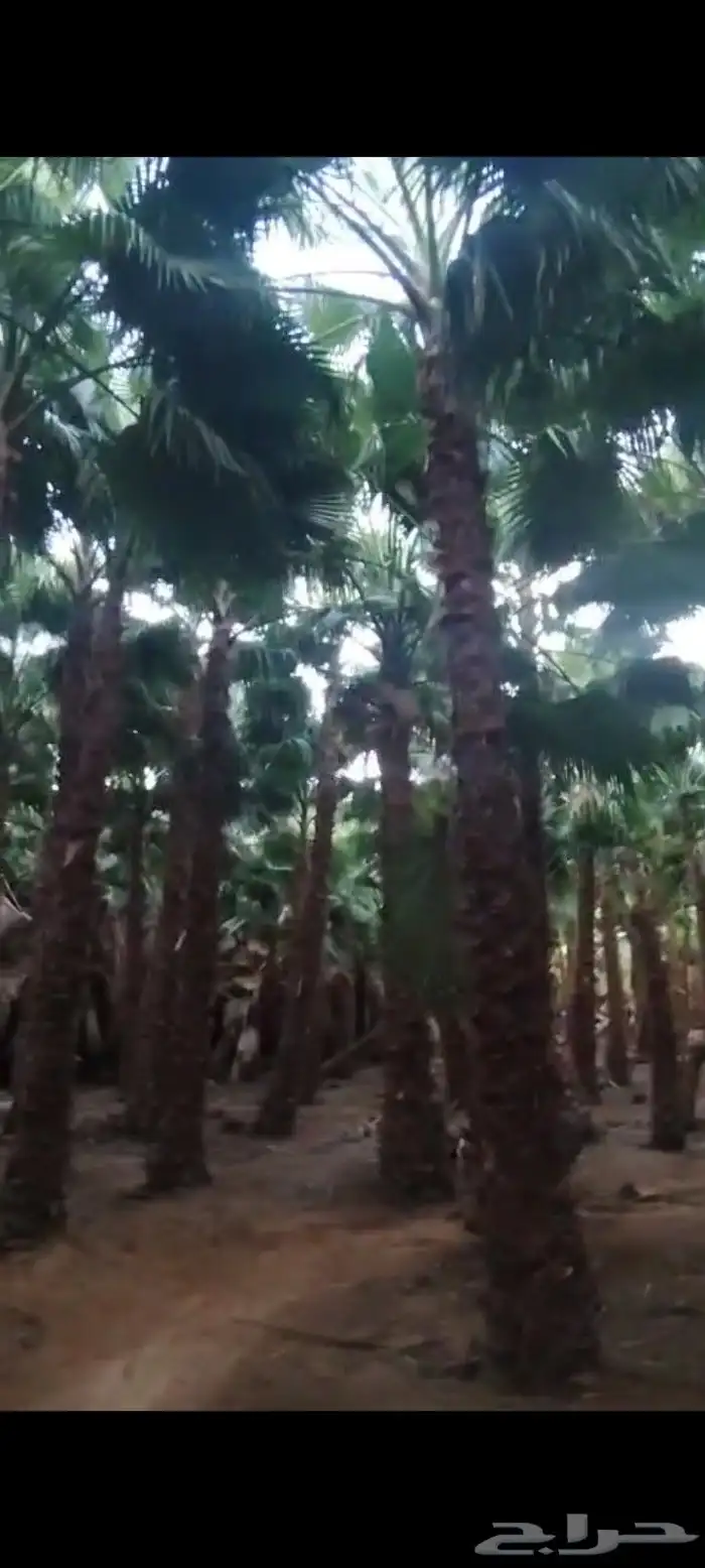 نخل واشنطني زينه نخيل زينه واشنطنيا 6