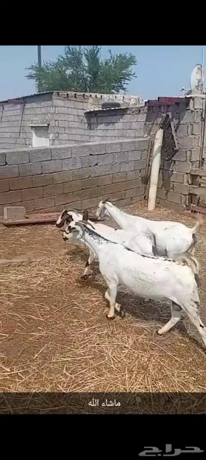 ماشاء الله تبارك الله فاخر من الاخر 0