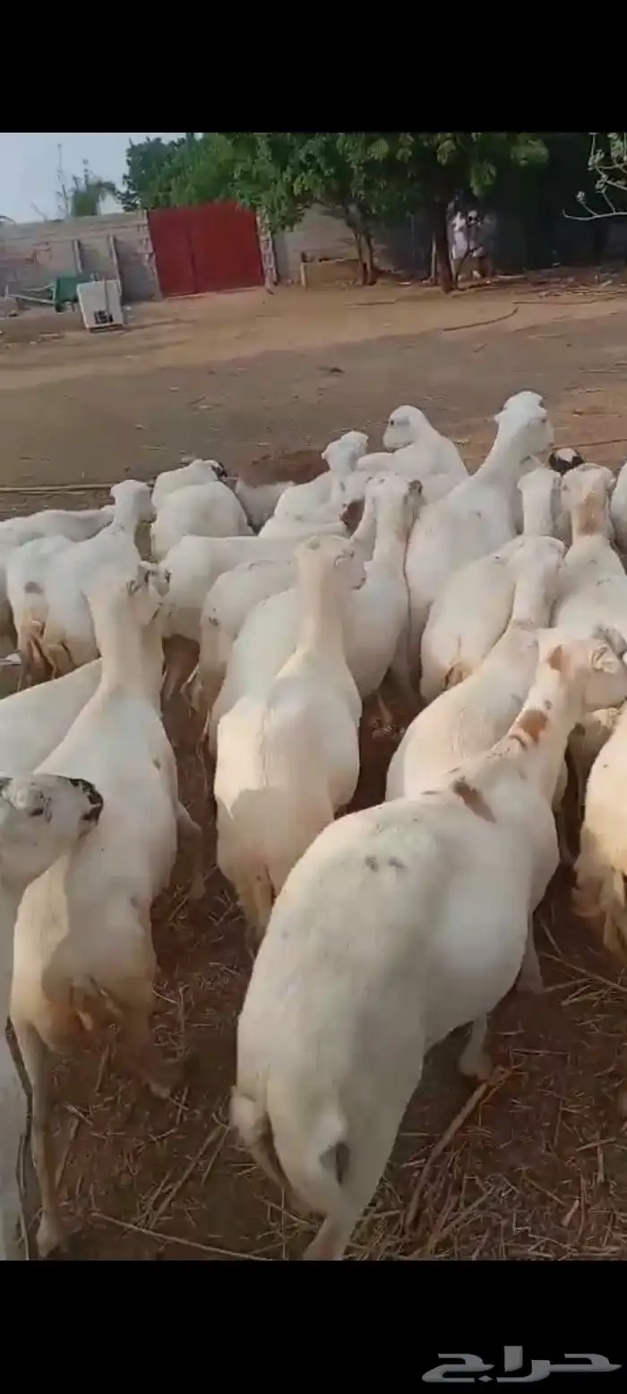 ضان رفيديت دفيع 3