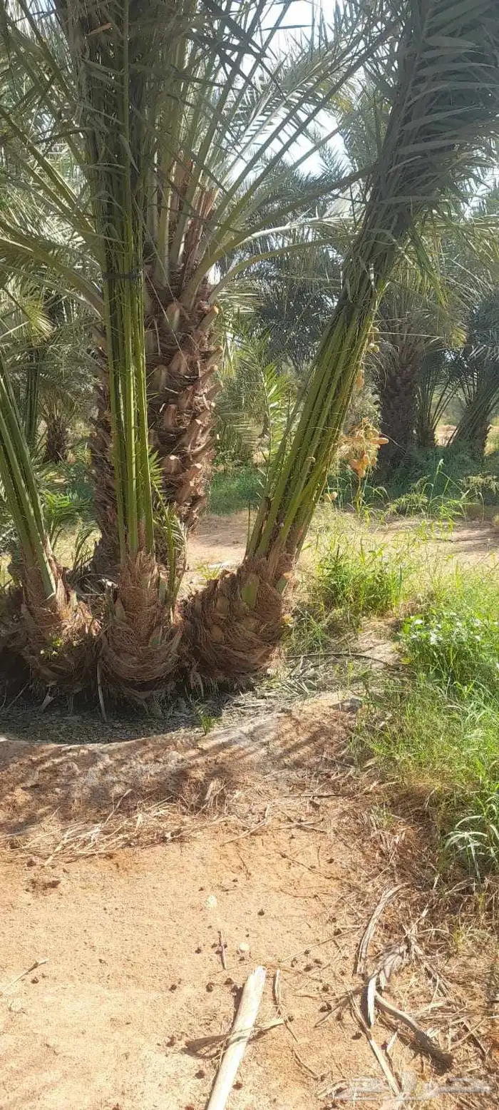 نخيل للبيع 4
