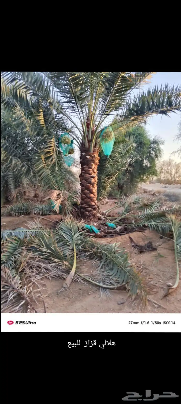 نخل للبيع وأسعار مناسبه 2