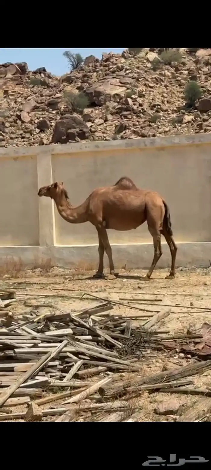 نياق للبيع 1