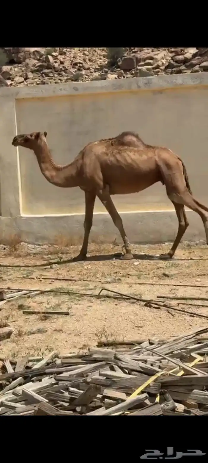 نياق للبيع 0