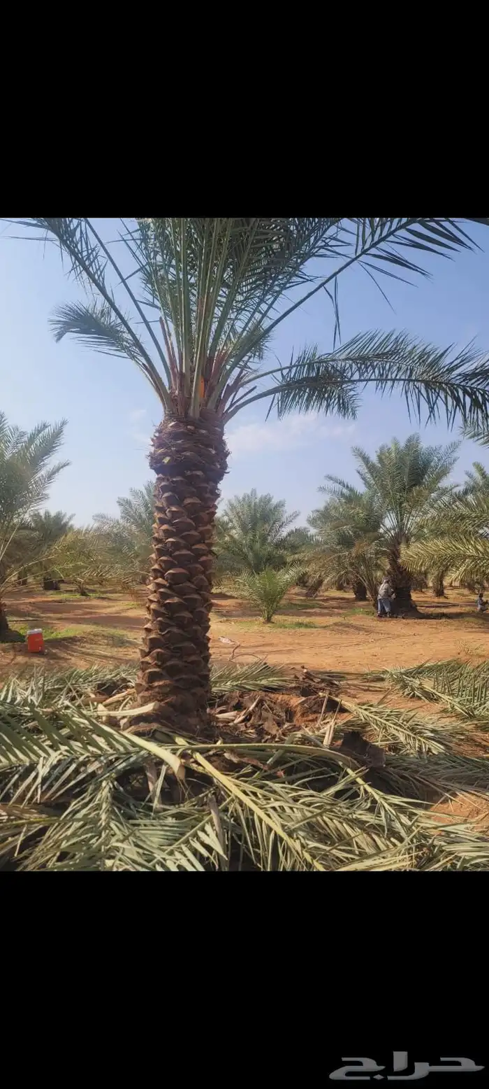 نخل للبيع وأسعار مناسبه 7