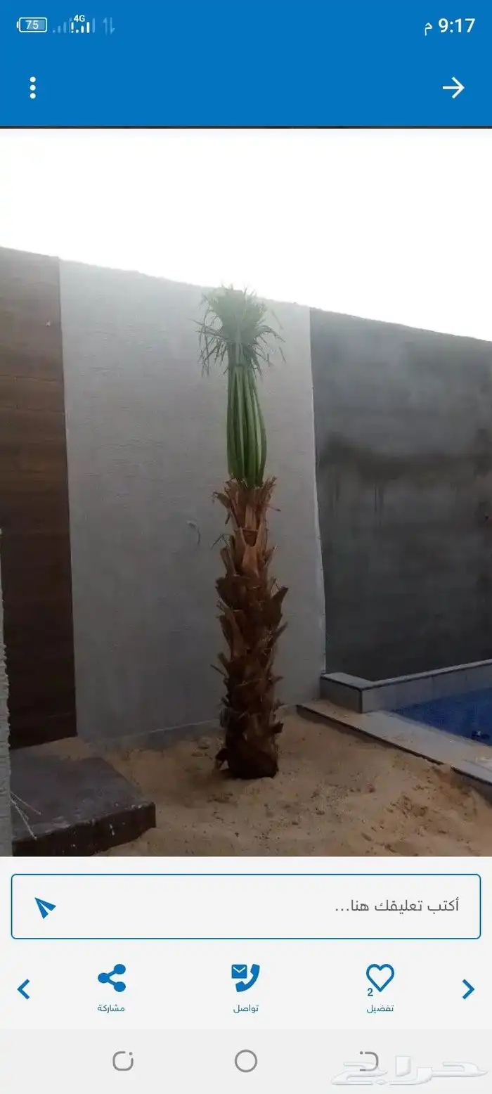 0534نخيل مثمر فسايل وجثايث ووشنطني كل المقاسات متوفره لديناء 6