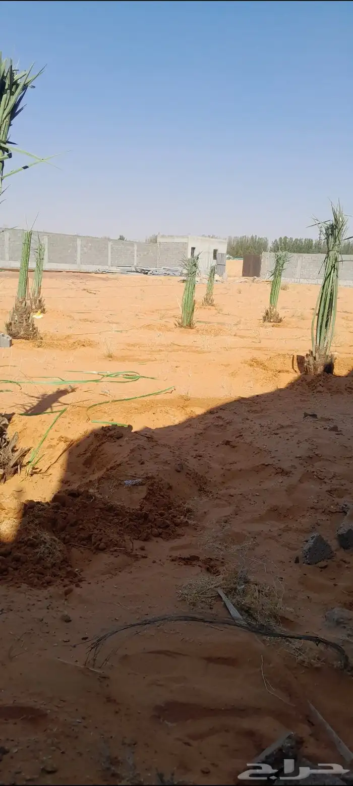 زراعة نخيل واشنطني وعربي 10