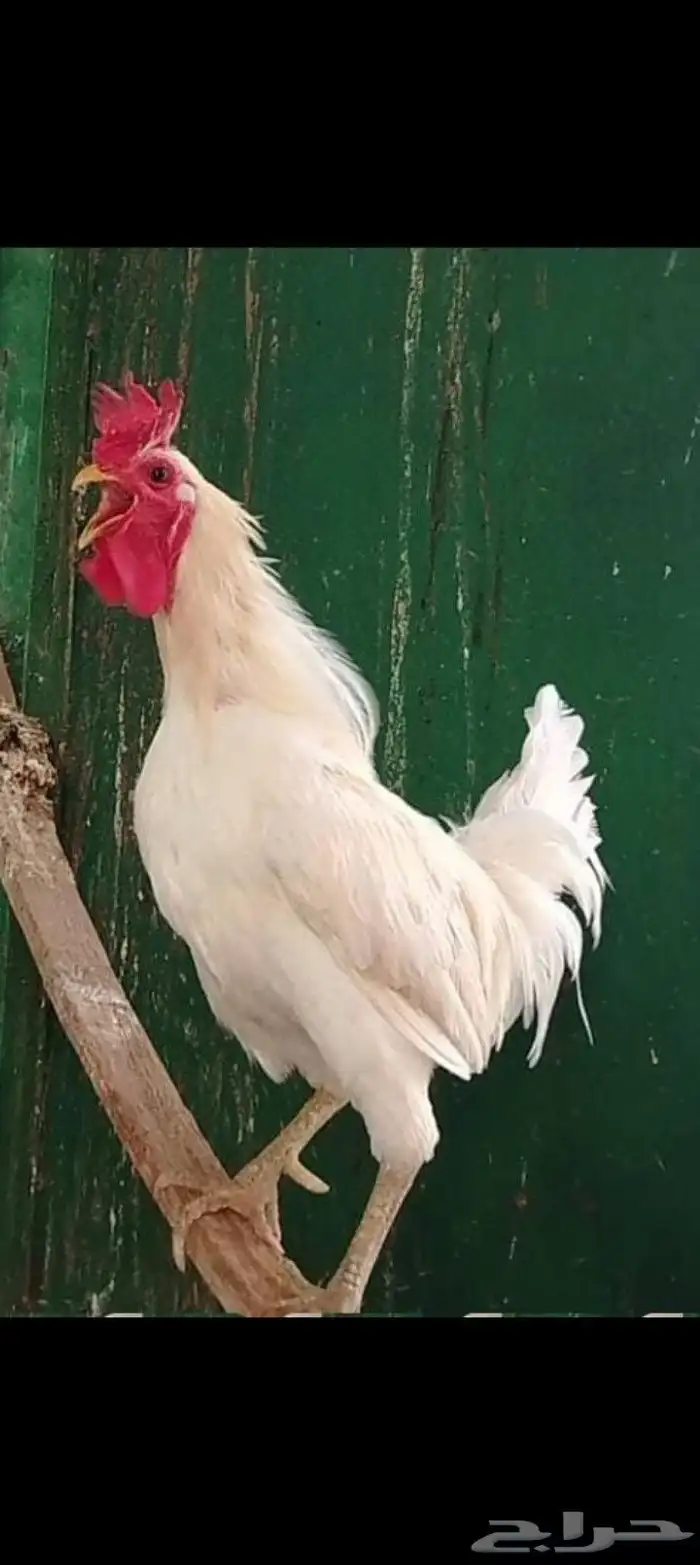 ديك ابيض بلدي للبيع 2