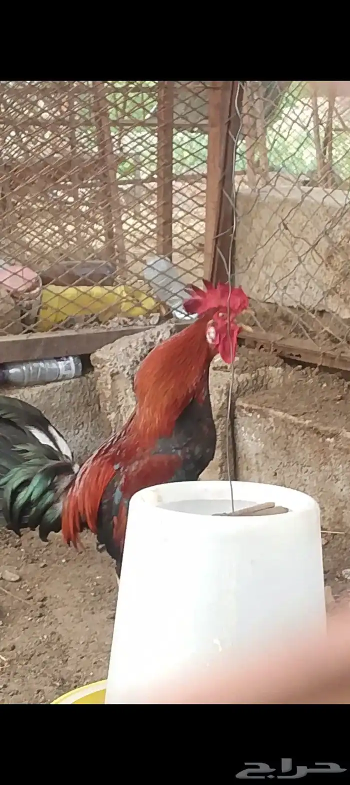 ديك عربي ترثه 7