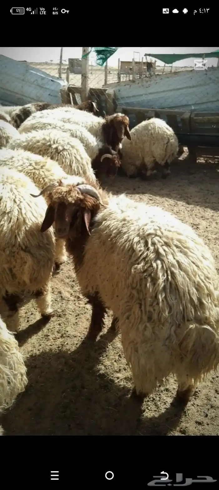 ذبايح للبيع جمله وتفريد شيء فاخر 1