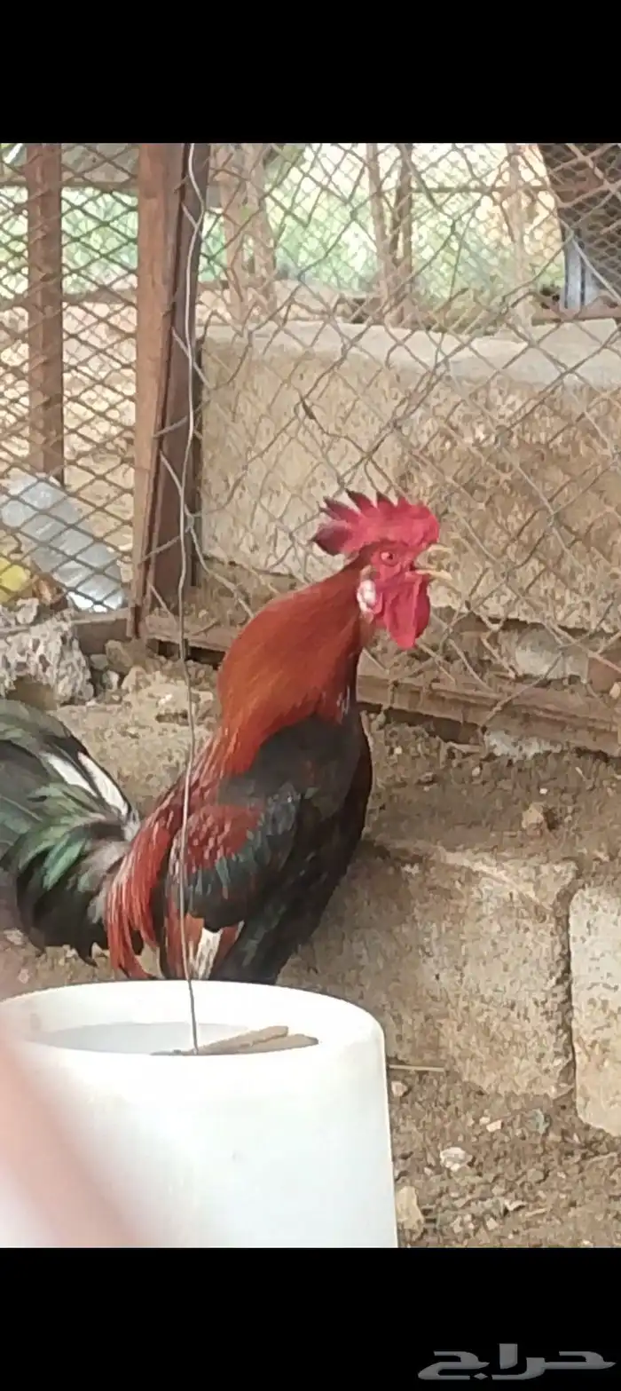 ديك عربي ترثه 1