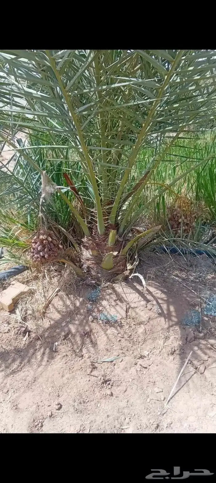 نخيل للبيع بجميع انواعها ومقاساتهاء 3