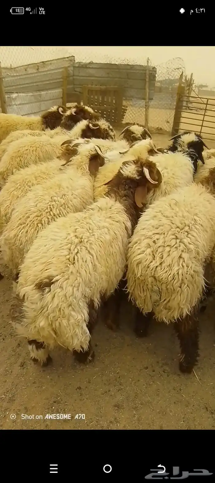 ذبايح للبيع جمله وتفريد شيء فاخر 2