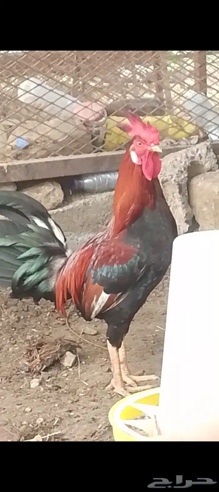 ديك عربي ترثه 0