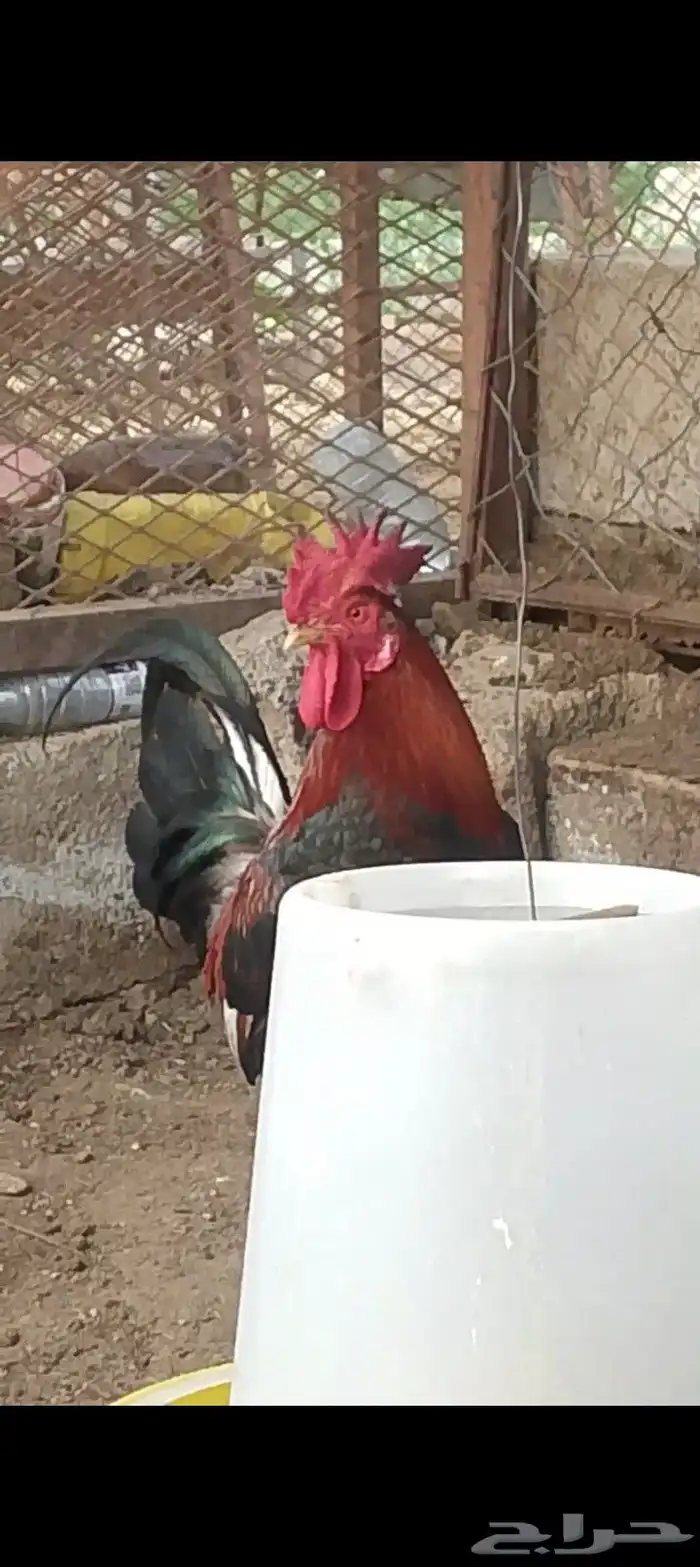 ديك عربي ترثه 4
