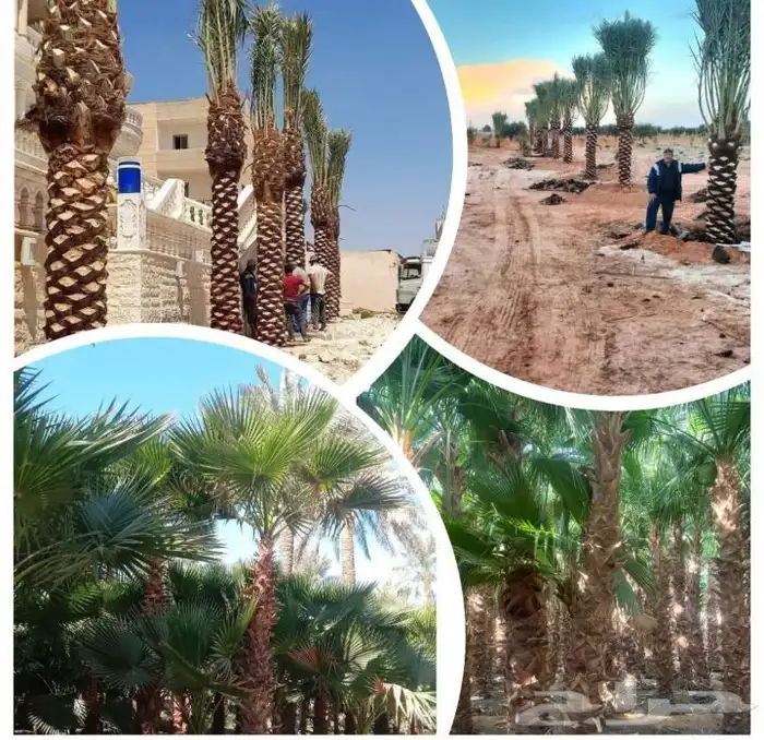 زراعة نخيل واشنطني وعربي 7