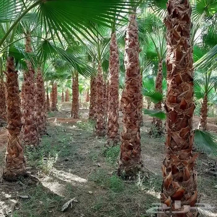 نخل واشنطني زينه نخيل زينه واشنطنيا 4