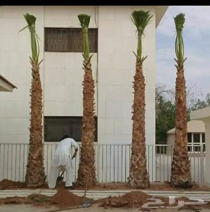 يوجد لدينا نخل عربي ووشنطني للبيع التواصل 8