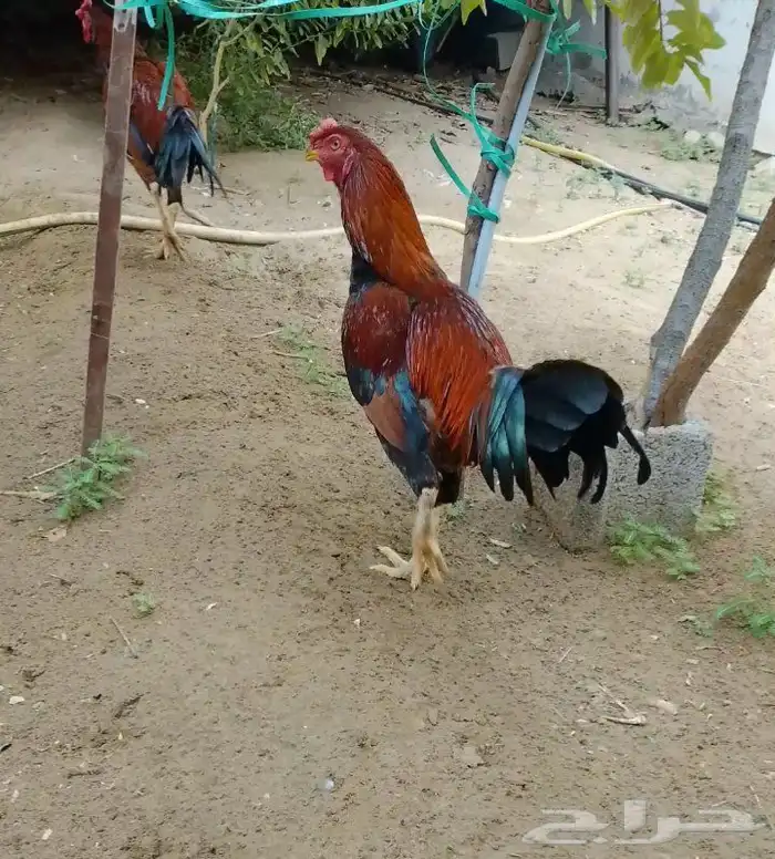 ديك باكستاني للبيع 1