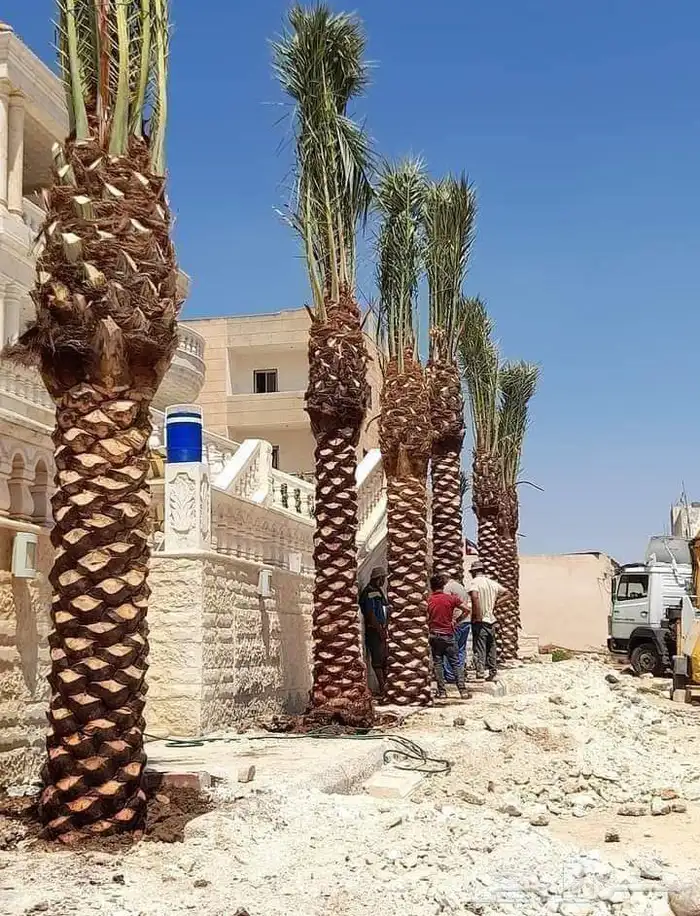 زراعة نخيل واشنطني وعربي 8