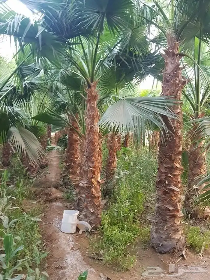 نخل واشنطني زينه نخيل زينه واشنطنيا 3