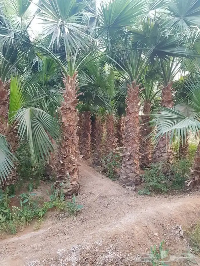 نخل واشنطني زينه نخيل زينه واشنطنيا 2