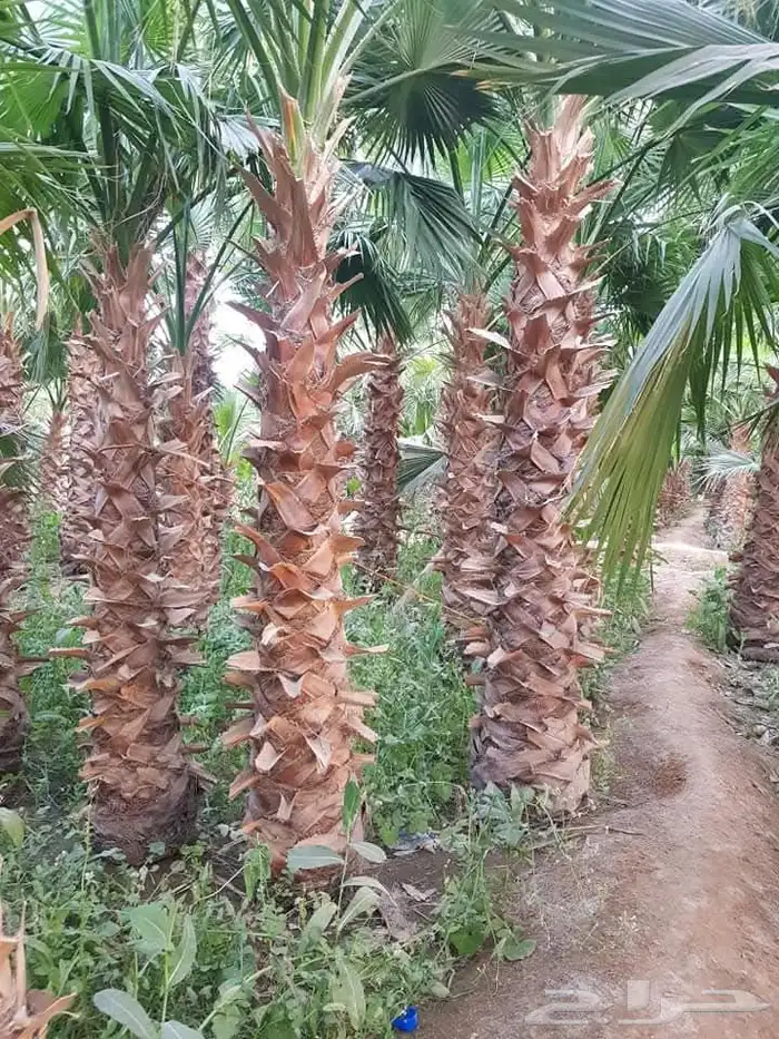 نخل واشنطني زينه نخيل زينه واشنطنيا 5
