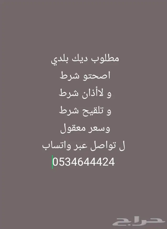 مطلوب ديك بلدي 0