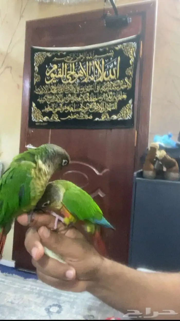 كنيورحبتين هدد اليف عرض عليهم حبتين 1100ريال فقط 0