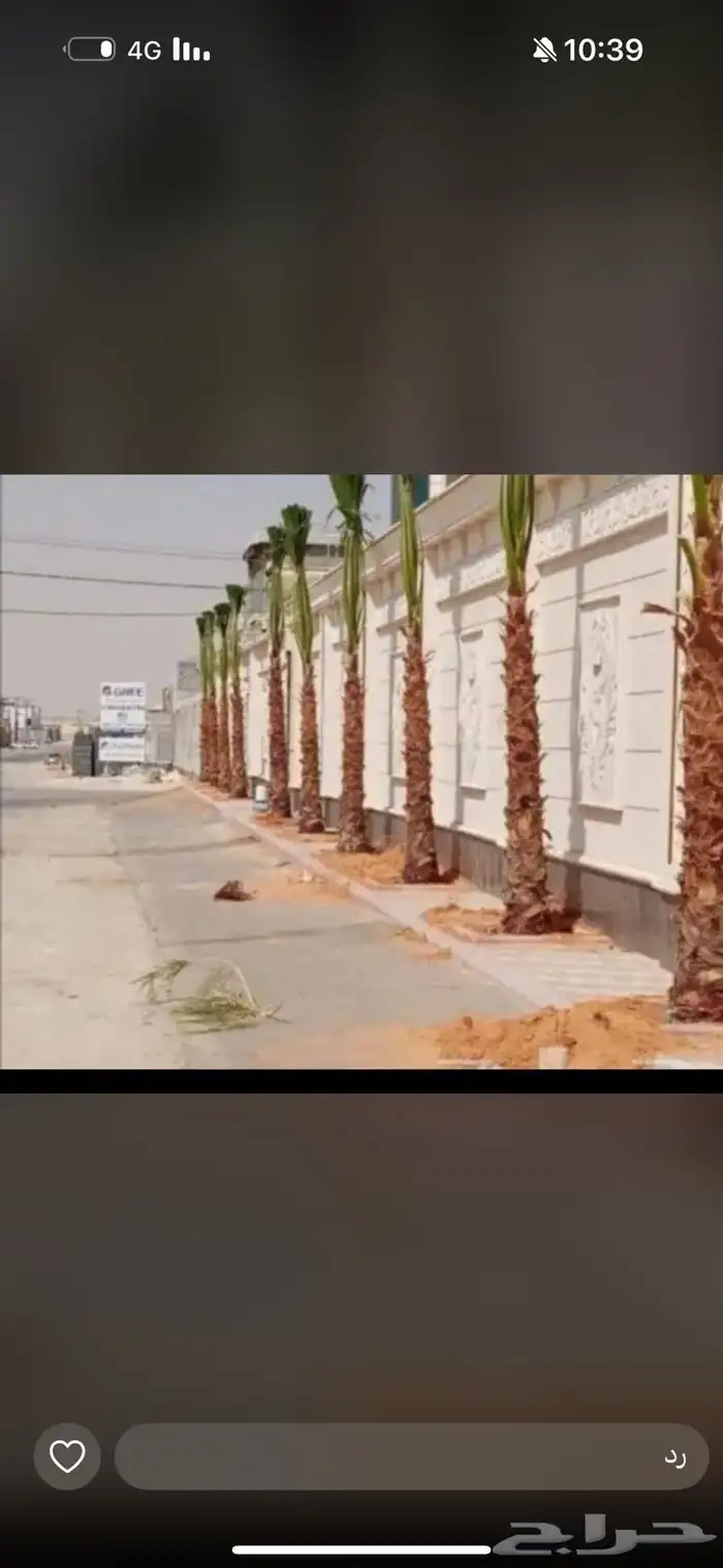 نخيل للبيع 0