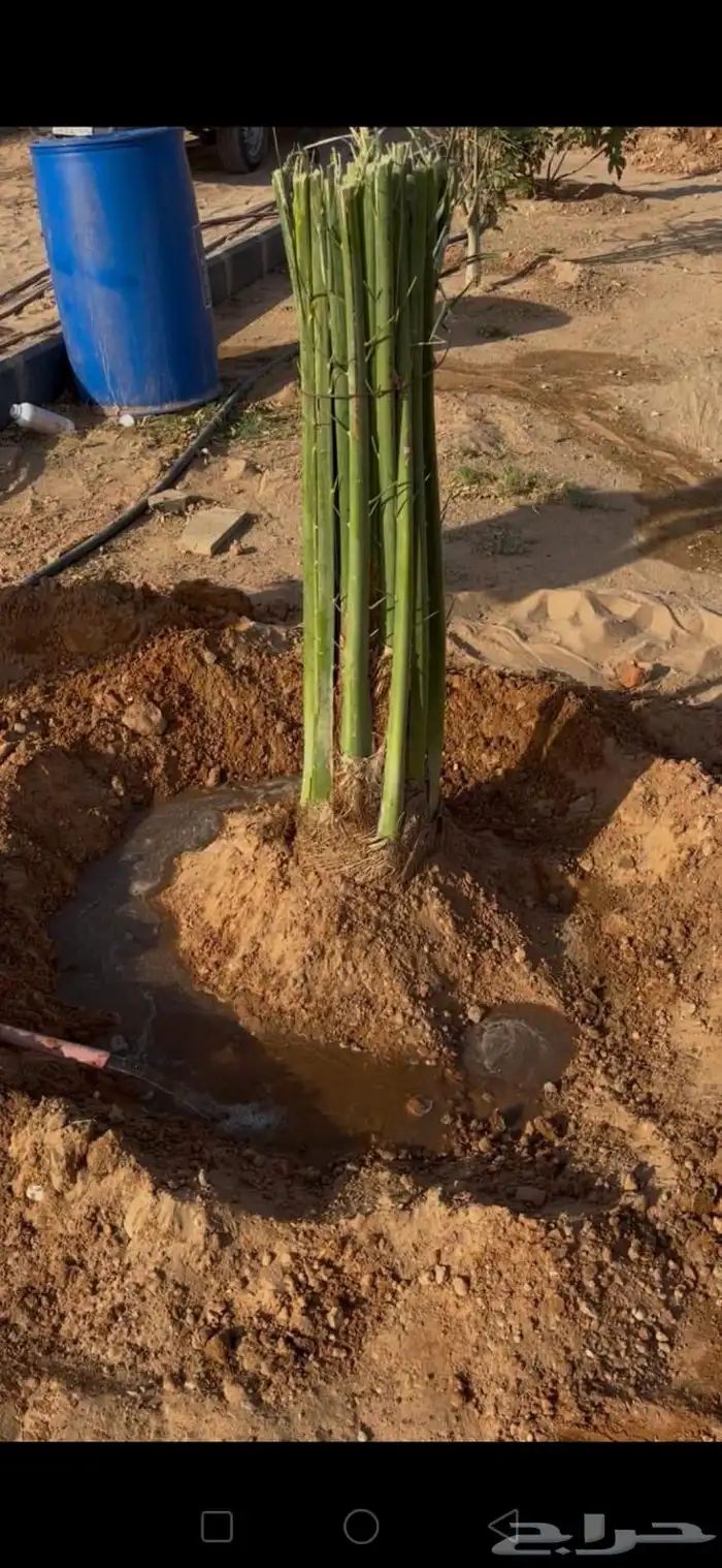 يوجد لدينا جميع انواع النخيل 1