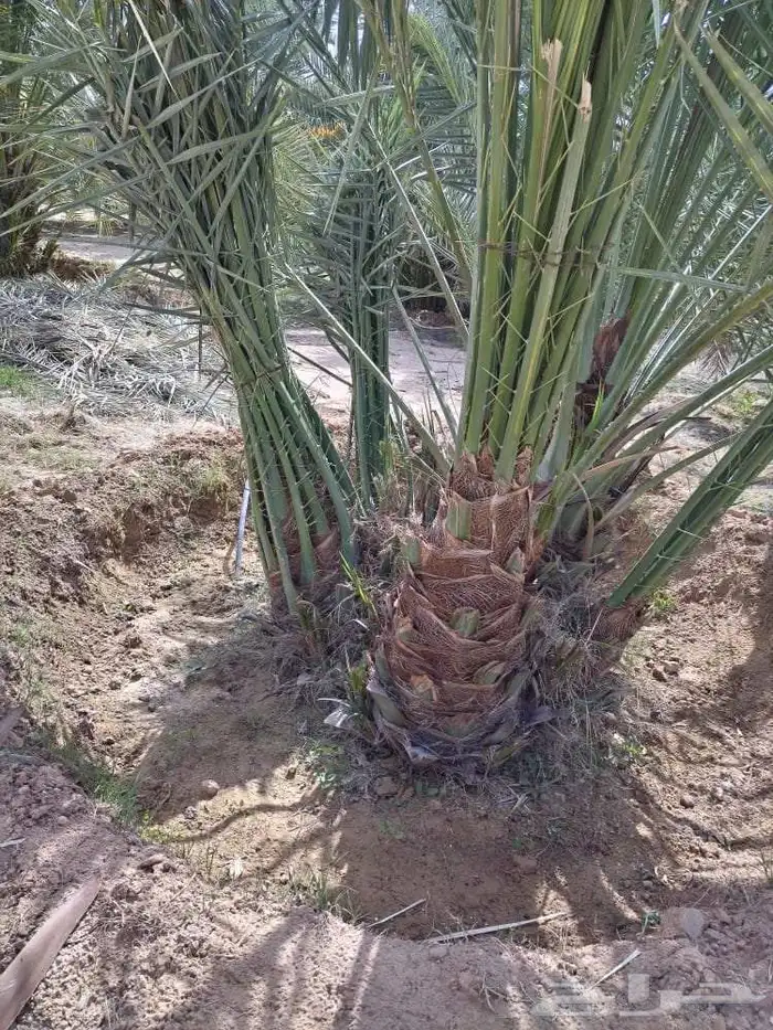 نخل مثمر للبيع فروخ جثايث نقايل صقعي إخلاص مجدول نخل واشنطني 7
