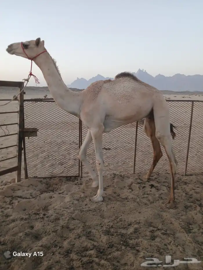 قعود اللبيع 0