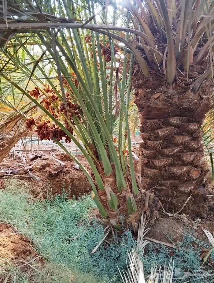 نخيل فراخه نخل. فسائل 0