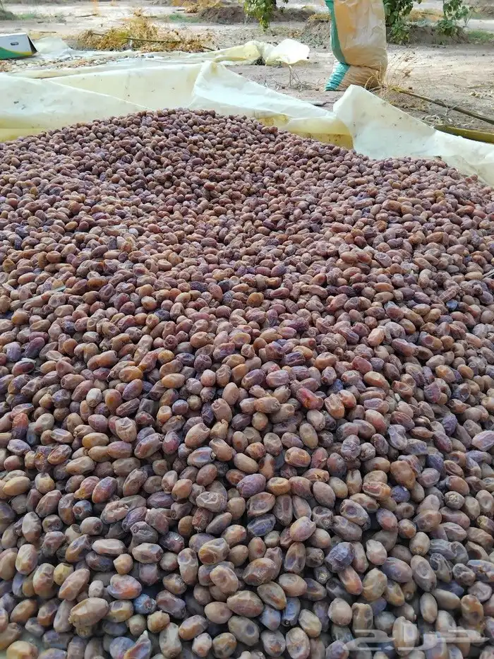 يوجد لدينا عمال صرام ومنقي بلكرتون 3