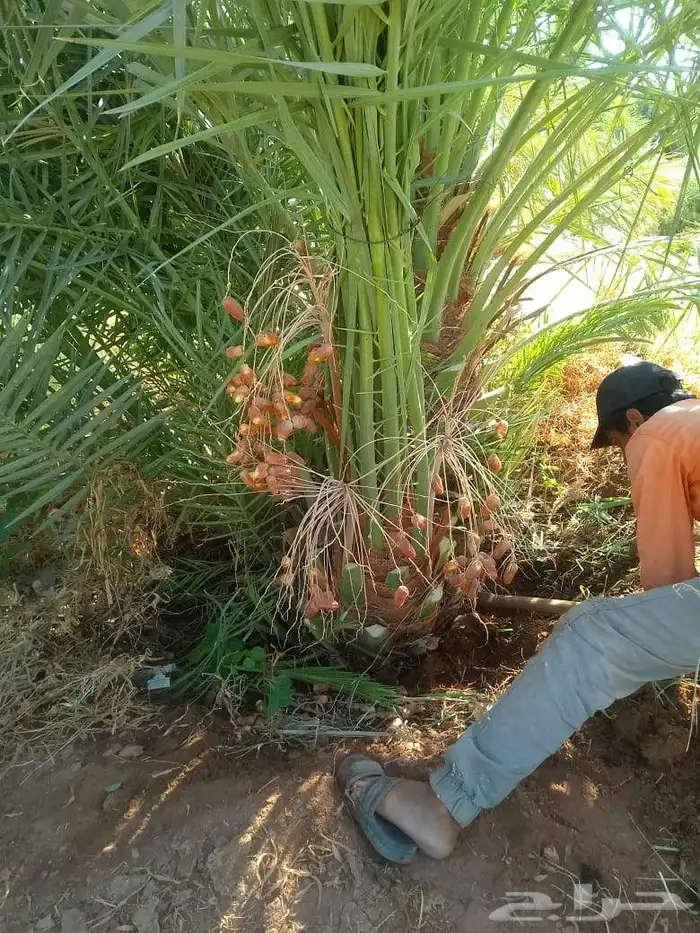 يتوفر لدينا جميع انواع النخيل 1