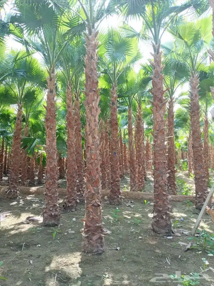 واشنطونيا 1